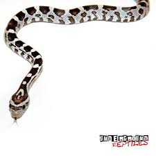 Black And White Corn Snake For Sale Baby Black Cornsnake Underground Reptiles Corn Snake Snake Lovers Underground Reptiles