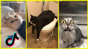 watch the vedio and live comment plz cat work cute cats cat memes