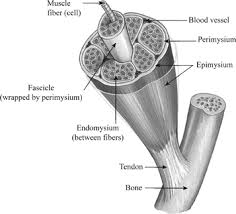 Shoulder cartilage and tendon injuries my doctor online : Definition Of Microscopic Structure Of Muscle Chegg Com