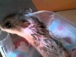 How To Give A Hamster A Bath Youtube