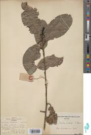 Image result for Synsepalum muelleri