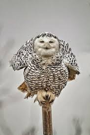 موسوعة أجمل صور طيور برية نادرة بألوان رائعة Pet Birds Owl Beautiful Birds