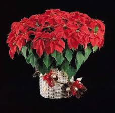 Looking After Poinsettias This Site Offers Great Directions On How To Make Your Plant Live After The Holidays Poinsettia Plant Euphorbia Poinsettia