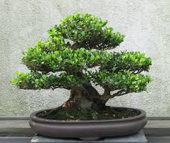 Bonsai Tree Price List Bonsai Tree