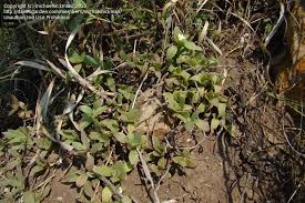 Image result for Delosperma tradescantioides