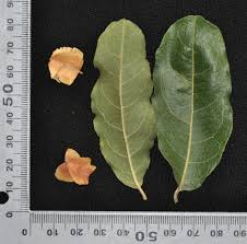 Image result for Combretum imberbe