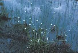 Image result for Eriocaulon transvaalicum