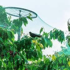 Anti Bird Netting For Garden 13ft X 33ft Green Anti Bird Net Garden Plant Fruits Vegetables Fence Mesh For Bird Poultry Rodents Rabbits Squirrels Walmart Com In 2020 Bird Netting Trees To Plant Garden Netting