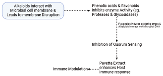 Image result for Pavetta sp. B