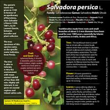 Image result for Salvadora