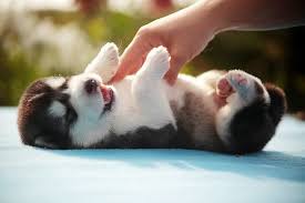 Husky baby bodysuits are perfect for baby! Baby Animals Siberian Husky Puppies Animals Hands Dog Hd Wallpaper Wallpaperbetter