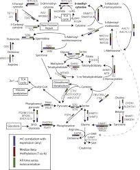 The Importance Of Dna Methylation In Prostate Cancer