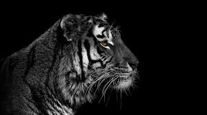 Tiger Hd Wallpaper Tiger Data Src Black And White Tiger 1920x1080 Download Hd Wallpaper Wallpapertip Find the best mike tyson wallpaper on getwallpapers. tiger hd wallpaper tiger data src