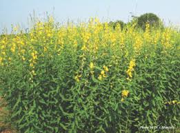 Image result for Crotalaria juncea