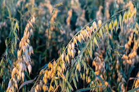 Image result for Avena sativa