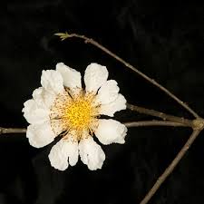 Image result for Caloncoba