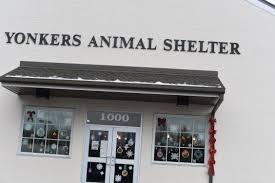 Adopt a dog or cat and provide a loving home for them! Pets For Adoption At Yonkers Animal Shelter In Yonkers Ny Petfinder