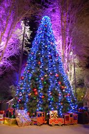 California, where it grows in many habitat types, including desert, chaparral, and sandy coastal dunes. How To Get Rid Of Your Christmas Tree If You Live In Riverside County