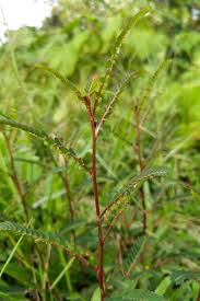 Image result for Phyllanthus parvus