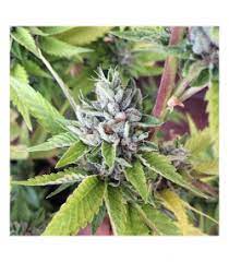 Desde 6,50€ 1 semilla ¡en stock! Og Cookies Von Mamiko Seeds Cannabis Sorten Infos