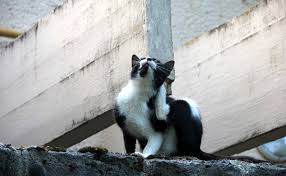 Elle se manifeste par de la toux, des yeux qui pleurent et parfois des petits boutons. Quelles Sont Les Principales Allergies Du Chat