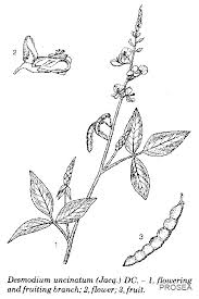 Image result for Desmodium uncinatum