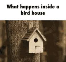 Birds With Human Arms Gif Https Encrypted Tbn0 Gstatic Com Images Q Tbn 3aand9gcqckgbzn1lilgukl9ttb9dm7a133x4vpl J9q Usqp Cau
