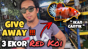 ₹ 3,000/ pieceget latest price. Aku Bagi Free 3 Ekor Betta Red Koi Youtube