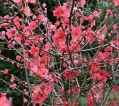 Maybe you would like to learn more about one of these? Texas Scarlet Flowering Quince Dallas Garden Buzz