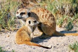 Even africa's giant animals can move at serious speed. An Exhaustive List Of African Animals With Some Stunning Photos Animal Sake