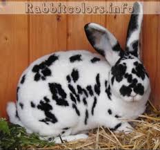 Black And White Spotted Rabbit Breeds Www Rabbitcolors Info Is A Massive Database For Different Rabbit Colors This Rabbit S Genetics Are Aa B C D E Rabbit Breeds Mini Rex Rabbit Rabbit Colors