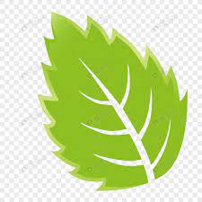 Daun kuping gajah cabbage free transparent png download pngkey. 30 Gambar Daun Animasi Png Cari Gambar Keren Hd