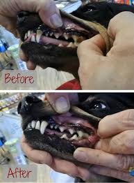 Check spelling or type a new query. Dog Teeth Cleaning Without Anesthesia Teethwalls
