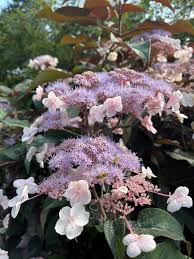 Image result for Kohautia aspera