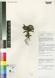 Image result for Calyptrochilum