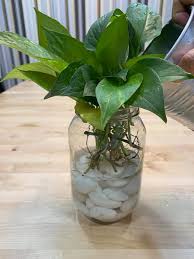 Jika kita perhatikan, keadaan tanah pokok tepi jalan tidak sama berbanding pokok yang lebih ke dalam. Bila Pokok Dalam Rumah Berubah Warna Kuning Jangan Risau Tapi Segera Buat Ni Keluarga