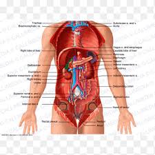 Maybe you would like to learn more about one of these? Limpa Png Pngegg