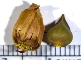 Image result for Fagopyrum snowdenii