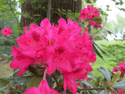 Nova Zembla Rhododendron Photo By Carol Greene Rhododendron Plants Photo