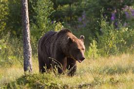 Prelucrarea datelor cu caracter personal. Project More Than 2 000 Bears To Be Killed In Romania In 10 Years Romania Insider