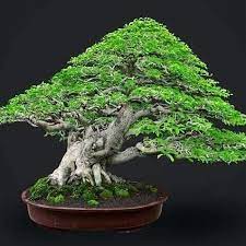 Bonsai Ceramic Tattoo Art