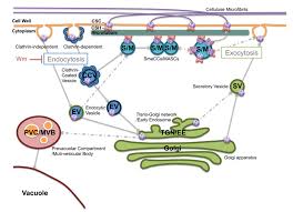 The Plant Cell On Twitter Recycling Of Cell Wall Enzymes In Plants Depends On Cellulose Synthase Interactive1 Http T Co 1cuv0dgu30 Http T Co B1ctmkz2lo