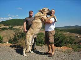 Anatolian shepherd dog (anadolu çoban köpeği in the turkish language), also called turkish kangal dog, is a shepherd's guard dog and a livestock guardian of ancient lineage probably. Anatolian Shepherds Buyuk Kopek Irklari Kangal Kopegi Kopek Turleri