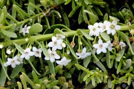 Check spelling or type a new query. Creeping Myoporum Myoporum Parvifolium Groundcover Myoporum Low Growing Evergreen Ground Cover With Closely Spaced Leaves And White Flowers Banco De Imagens Royalty Free Ilustracoes Imagens E Banco De Imagens Image 65434835