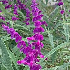 Image result for Salvia