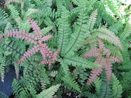 Image result for Adiantum hispidulum