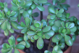Maybe you would like to learn more about one of these? March Plant Of The Month Jade Plant Rutgers Gardens