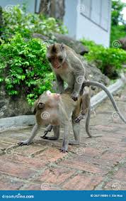 Monkey Mating stock photo. Image of humanoid, head, cage - 26719804