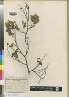 Image result for Dialium schlechteri