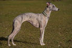 Der greyhound ist ein intelligenter, freundlicher hund. Whippet Hunderasse Wikipedia